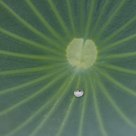 Drowned in one drop of dew